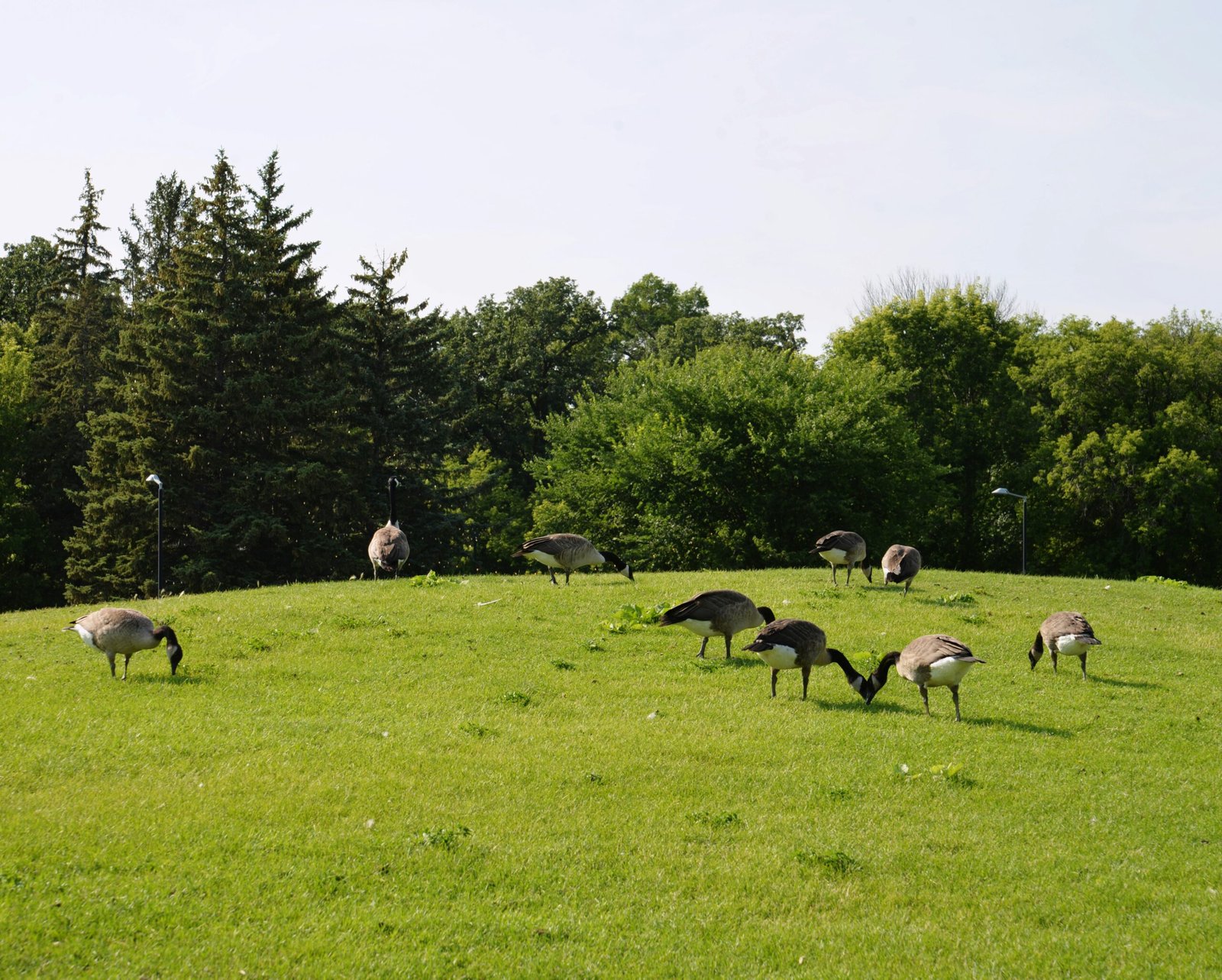 A flock of birds standing on top of a lush green field